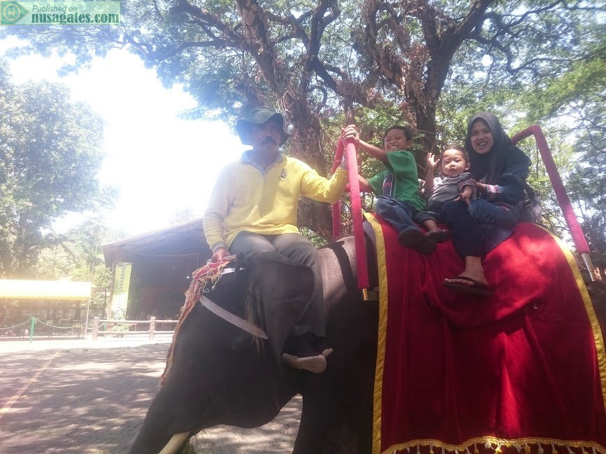 Naik-gajah-di-kebun-binatang-Surabaya, source: my another site nusagates