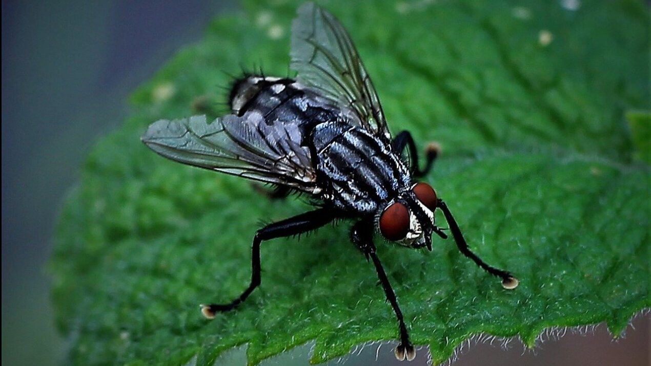Berikut Ini Cara Mengusir dan Memperangkap Lalat